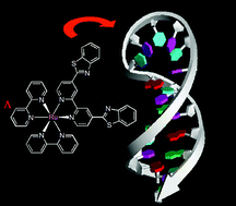 Graphical abstract: Inert benzothiazole functionalised ruthenium(ii) complexes; potential DNA hairpin binding agents
