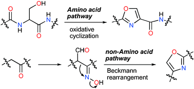 Graphical abstract: Possibility of a non-amino acid pathway in the biosynthesis of marine-derived oxazoles