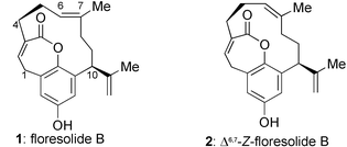 Graphical abstract: Total synthesis of floresolide B and Δ6,7-Z-floresolide B