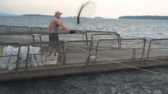 Graphical abstract: Near-field loading dynamics of total phosphorus and short-term water quality variations at a rainbow trout cage farm in Lake Huron