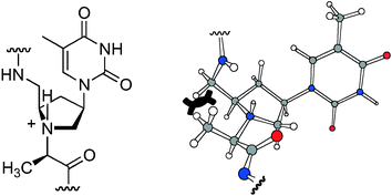 Graphical abstract: Stereospecific backbone methylation of pyrrolidine–amide oligonucleotide mimics (POM)