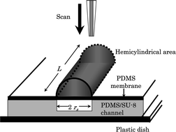 Graphical abstract: Oxygen consumption of cell suspension in a poly(dimethylsiloxane) (PDMS) microchannel estimated by scanning electrochemical microscopy