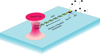 Graphical abstract: Single molecule studies of DNA binding proteins using optical tweezers