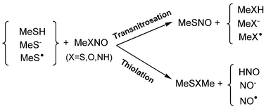 Graphical abstract: A computational exploration of some transnitrosation and thiolation reactions involving CH3SNO, CH3ONO and CH3NHNO