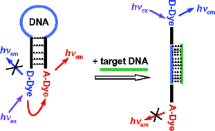Graphical abstract: Spectroscopic investigation of a FRET molecular beacon containing two fluorophores for probing DNA/RNA sequences