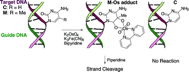 Graphical abstract: Sequence-selective osmium oxidation of DNA: efficient distinction between 5-methylcytosine and cytosine