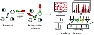 Graphical abstract: Analytical platforms for activity-based protein profiling – exploiting the versatility of chemistry for functional proteomics