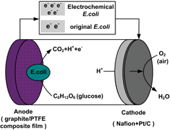 Graphical abstract: A novel mediatorless microbial fuel cell based on direct biocatalysis of Escherichia coli