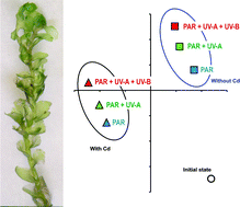 Graphical abstract: Effects of cadmium and enhanced UV radiation on the physiology and the concentration of UV-absorbing compounds of the aquatic liverwort Jungermannia exsertifolia subsp. cordifolia