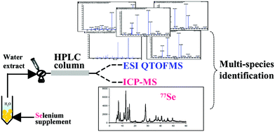 Graphical abstract: Simultaneous identification of selenium-containing glutathione species in selenised yeast by on-line HPLC with ICP-MS and electrospray ionisation quadrupole time of flight (QTOF)-MS/MS