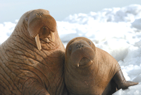 Graphical abstract: Persistent organic pollutants in Alaskan ringed seal (Phoca hispida) and walrus (Odobenus rosmarus) blubber