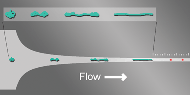 Graphical abstract: Single DNA molecule stretching in sudden mixed shear and elongational microflows
