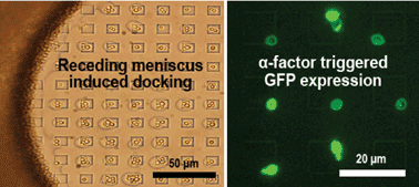 Graphical abstract: Pumpless, selective docking of yeast cells inside a microfluidic channel induced by receding meniscus