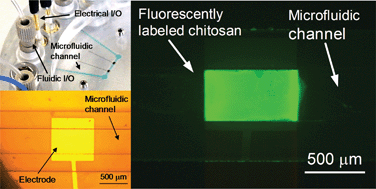 Graphical abstract: Chitosan-mediated in situ biomolecule assembly in completely packaged microfluidic devices