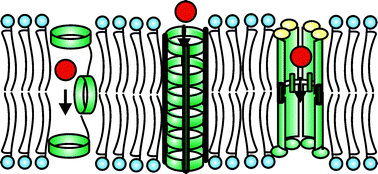 Graphical abstract: Synthetic ion channels in bilayer membranes