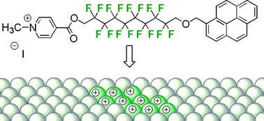 Graphical abstract: Lipid fluorination enables phase separation from fluid phospholipid bilayers