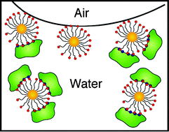 Graphical abstract: Stabilization of α-chymotrypsin at air–water interface through surface binding to gold nanoparticle scaffolds
