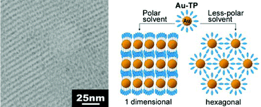 Graphical abstract: Self-assembly of discotic liquid crystalline molecule-modified gold nanoparticles: control of 1D and hexagonal ordering induced by solvent polarity