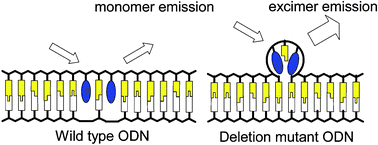 Graphical abstract: Insertion of two pyrene moieties into oligodeoxyribonucleotides for the efficient detection of deletion polymorphisms