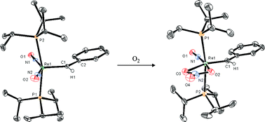 Graphical abstract: Ligand controlled dioxygen oxidation of rhenium nitrosyl complexes