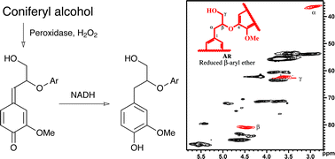 Graphical abstract: Non-enzymatic reduction of quinone methides during oxidative coupling of monolignols: implications for the origin of benzyl structures in lignins