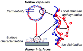 Graphical abstract: Internal structure of polyelectrolyte multilayer assemblies