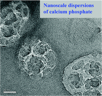 Graphical abstract: Anisotropic calcium phosphate nanoparticles coated with 2-carboxyethylphosphonic acid