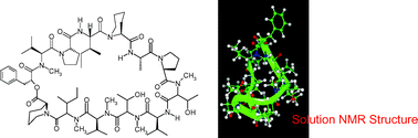 Graphical abstract: Solution structures by NMR of a novel antifungal drug: Petriellin A