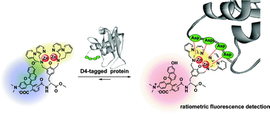 Graphical abstract: Ratiometric fluorescence detection of a tag fused protein using the dual-emission artificial molecular probe