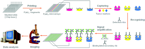 Graphical abstract: A cancer protein microarray platform using antibody fragments and its clinical applications