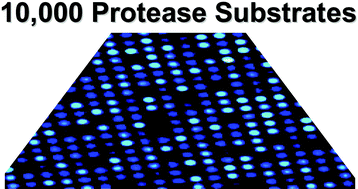 Graphical abstract: Dual colour, microarray-based, analysis of 10 000 protease substrates