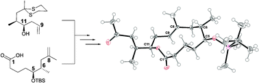 Graphical abstract: Synthesis of the mycolactone core by ring-closing metathesis