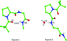 Graphical abstract: Structural studies of model peptides containing β-, γ- and δ-amino acids