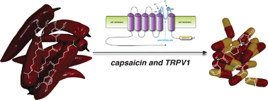 Graphical abstract: TRPing the switch on pain: an introduction to the chemistry and biology of capsaicin and TRPV1
