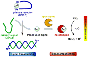 Graphical abstract: Enzymatic amplification in a bioinspired, autonomous signal cascade