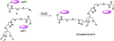 Graphical abstract: Construction of di-scFv through a trivalent alkyne–azide 1,3-dipolar cycloaddition