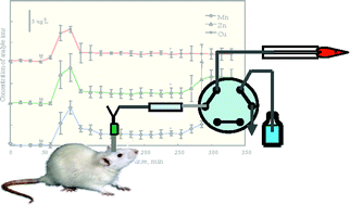 Graphical abstract: Online in-tube solid phase extraction coupled to ICP-MS for in vivo determination of the transfer kinetics of trace elements in the brain extracellular fluid of anesthetized rats