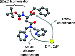Graphical abstract: Transesterification and amide cis–trans isomerization in Zn and Cd complexes of the chelating amino acid ligand Boc–Asp(Dpa)–OBzl