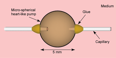 Graphical abstract: A micro-spherical heart pump powered by cultured cardiomyocytes