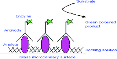 Graphical abstract: Characterization of fibrinogen adsorption onto glass microcapillary surfaces by ELISA