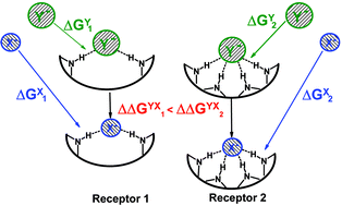 Graphical abstract: Selectivity in supramolecular host–guest complexes