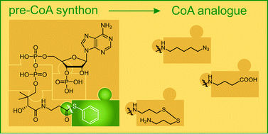 Graphical abstract: One-pot preparation of coenzyme A analogues via an improved chemo-enzymatic synthesis of pre-CoA thioester synthons