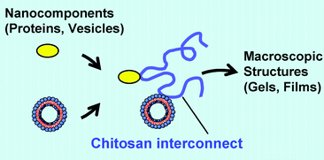 Graphical abstract: Chitosan: a soft interconnect for hierarchical assembly of nano-scale components