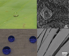 Graphical abstract: Artificial lotus leaf structures from assembling carbon nanotubes and their applications in hydrophobic textiles