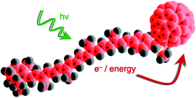 Graphical abstract: Charge separation and energy transfer in a caroteno–C60 dyad: photoinduced electron transfer from the carotenoid excited states
