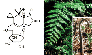Graphical abstract: Ptaquiloside, the major toxin of bracken, and related terpene glycosides: chemistry, biology and ecology