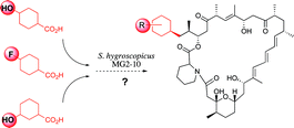 Graphical abstract: Generating rapamycin analogues by directed biosynthesis: starter acid substrate specificity of mono-substituted cyclohexane carboxylic acids