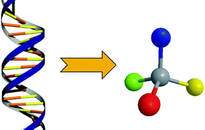 Graphical abstract: DNA and RNA induced enantioselectivity in chemical synthesis