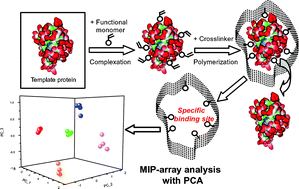 Graphical abstract: Protein profiling by protein imprinted polymer array
