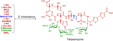 Graphical abstract: The tallysomycin biosynthetic gene cluster from Streptoalloteichus hindustanus E465-94 ATCC 31158 unveiling new insights into the biosynthesis of the bleomycin family of antitumor antibiotics